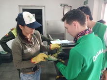 Dagma y Polic&iacute;a Ambiental despliegan controles al tr&aacute;fico de fauna: el m&aacute;s reciente operativo se realiz&oacute; en la Terminal de Transportes