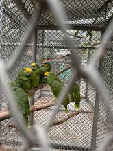 Cali no baja la guardia en su lucha contra el tr&aacute;fico ilegal de fauna silvestre