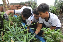 La huerta escolar de La Gran Colombia: una experiencia que conjuga el aprendizaje, la recuperaci&oacute;n y el sentido de pertenencia