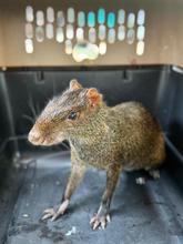 M&aacute;s de 700 animales silvestres fueron liberados por el Dagma en las monta&ntilde;as de Cali durante el primer semestre de 2024