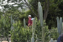 El Jard&iacute;n Bot&aacute;nico de Cali: Un oasis de biodiversidad esencial para la COP16