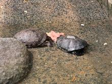 105 animales recuperados en el Hogar de Paso del Dagma, ser&aacute;n enviados a Cartagena y liberados en su h&aacute;bitat natural