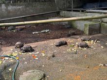 105 animales recuperados en el Hogar de Paso del Dagma, ser&aacute;n enviados a Cartagena y liberados en su h&aacute;bitat natural