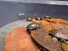 105 animales recuperados en el Hogar de Paso del Dagma, ser&aacute;n enviados a Cartagena y liberados en su h&aacute;bitat natural