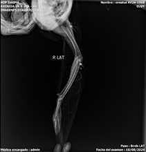 Un &aacute;guila coronada afectada por perdigones fue rescatada en el parque  El Ingenio: ya est&aacute; en el Hogar de Paso del Dagma