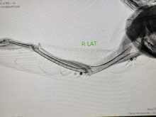 Un &aacute;guila coronada afectada por perdigones fue rescatada en el parque  El Ingenio: ya est&aacute; en el Hogar de Paso del Dagma