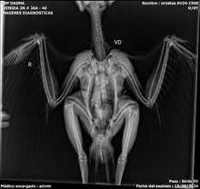 Un &aacute;guila coronada afectada por perdigones fue rescatada en el parque  El Ingenio: ya est&aacute; en el Hogar de Paso del Dagma