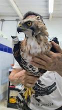 Un &aacute;guila coronada afectada por perdigones fue rescatada en el parque  El Ingenio: ya est&aacute; en el Hogar de Paso del Dagma