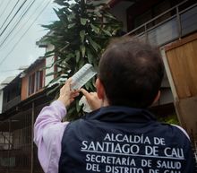 &iexcl;La lucha contra el dengue no se detiene! Con liberaciones de mosquitos avanza en Cali la IV fase de la estrategia Wolbachia 