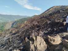 Incendio en Batacl&aacute;n caus&oacute; la p&eacute;rdida de m&aacute;s de siete hect&aacute;reas&nbsp;de cobertura vegetal y el desplazamiento de fauna silvestre: Dagma