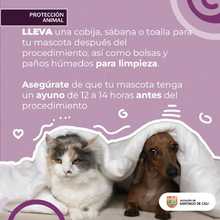 Del 27 al 31 de agosto, participa en las jornadas de esterilizaci&oacute;n de mascotas  