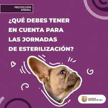 Del 27 al 31 de agosto, participa en las jornadas de esterilizaci&oacute;n de mascotas  
