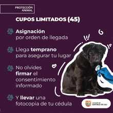 Del 27 al 31 de agosto, participa en las jornadas de esterilizaci&oacute;n de mascotas  