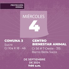 Protecci&oacute;n Animal de Cali anuncia la semana de esterilizaci&oacute;n masiva: todos los d&iacute;as, del 3 al 7 de septiembre, se realizar&aacute;n dos jornadas simult&aacute;neas