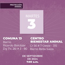 Protecci&oacute;n Animal de Cali anuncia la semana de esterilizaci&oacute;n masiva: todos los d&iacute;as, del 3 al 7 de septiembre, se realizar&aacute;n dos jornadas simult&aacute;neas