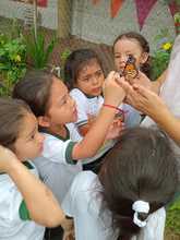 Un aula viva: la conservaci&oacute;n de mariposas en la Normal Superior Farallones de Cali