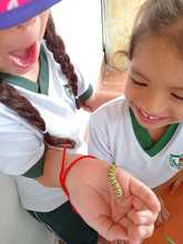 Un aula viva: la conservaci&oacute;n de mariposas en la Normal Superior Farallones de Cali