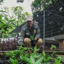 Con la reproducci&oacute;n de m&aacute;s de 43 mil plantas, avanzan en Cali los trabajos de ajardinamiento y renaturalizaci&oacute;n   