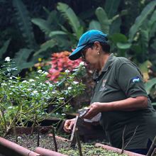 Con la reproducci&oacute;n de m&aacute;s de 43 mil plantas, avanzan en Cali los trabajos de ajardinamiento y renaturalizaci&oacute;n   