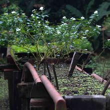Con la reproducci&oacute;n de m&aacute;s de 43 mil plantas, avanzan en Cali los trabajos de ajardinamiento y renaturalizaci&oacute;n   