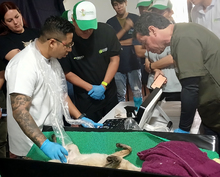 Dagma fortalece alianzas estrat&eacute;gicas con autoridades ambientales  regionales para atender y proteger la fauna silvestre