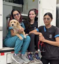 &iexcl;Jornadas de Esterilizaci&oacute;n Gratuitas en Cali! 