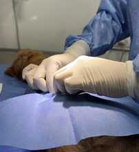 &iexcl;Jornadas de Esterilizaci&oacute;n Gratuitas en Cali! 