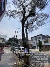 Intentan envenenar un &aacute;rbol de guayac&aacute;n en el barrio Tequendama: autoridades ambientales le hacen seguimiento al caso  