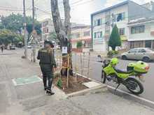 Intentan envenenar un &aacute;rbol de guayac&aacute;n en el barrio Tequendama: autoridades ambientales le hacen seguimiento al caso  