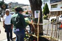 En excelente estado de salud  se encuentra el Guayac&aacute;n del barrio Tequendama