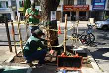 En excelente estado de salud  se encuentra el Guayac&aacute;n del barrio Tequendama