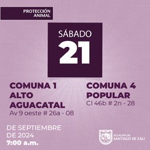 Jornadas de esterilizaci&oacute;n gratuita en Santiago de Cali contin&uacute;an esta semana en diferentes comunas