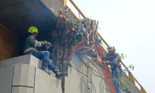 Dagma realiza reposici&oacute;n de &aacute;rboles talados y controles a la especie invasora Leucaena
