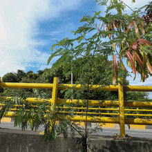 Dagma realiza reposici&oacute;n de &aacute;rboles talados y controles a la especie invasora Leucaena