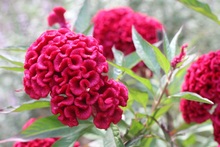 Una experiencia pedag&oacute;gica promueve el fortalecimiento de la comuna 18 de Cali como un territorio de paz ambiental