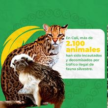 Rompe la cadena: di &ldquo;no&rdquo; al tr&aacute;fico ilegal de flora y fauna