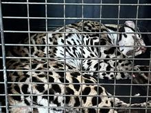 Dagma recuper&oacute; un tigrillo que se encontraba cautivo en un conjunto  residencial al sur de Cali