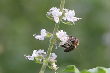 Estudiantes de colegios p&uacute;blicos y privados pueden participar del concurso  de fotograf&iacute;a &lsquo;La Escuela: Captura la Biodiversidad&rsquo;