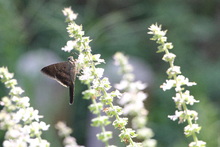 Estudiantes de colegios p&uacute;blicos y privados pueden participar del concurso  de fotograf&iacute;a &lsquo;La Escuela: Captura la Biodiversidad&rsquo;