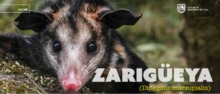 Zarigueya 