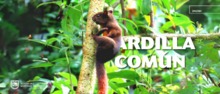 Ardilla Comun