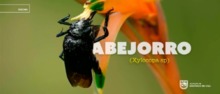Abejorro