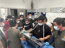 Tras dos meses de recuperaci&oacute;n, el &aacute;guila coronada herida con perdigones logr&oacute; rehabilitarse en el Hogar de Paso del Dagma y ser&aacute; liberada