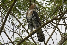 El &aacute;guila &lsquo;Kali&rsquo; retorn&oacute; a su h&aacute;bitat natural en la &lsquo;sucursal del cielo&rsquo;
