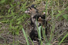 El &aacute;guila &lsquo;Kali&rsquo; retorn&oacute; a su h&aacute;bitat natural en la &lsquo;sucursal del cielo&rsquo;