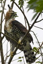 El &aacute;guila &lsquo;Kali&rsquo; retorn&oacute; a su h&aacute;bitat natural en la &lsquo;sucursal del cielo&rsquo;
