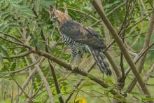 Delio Orjuela, un guardi&aacute;n de la biodiversidad en Cali