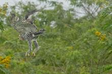 Delio Orjuela, un guardi&aacute;n de la biodiversidad en Cali