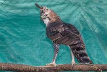 Delio Orjuela, un guardi&aacute;n de la biodiversidad en Cali