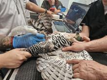 Delio Orjuela, un guardi&aacute;n de la biodiversidad en Cali